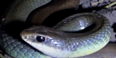 Colorado Springs snake